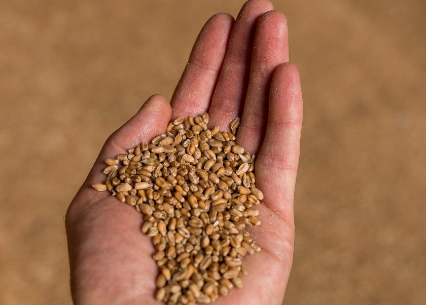 On-farm grain storage remains under pressure as domestic retention tightens UK availability