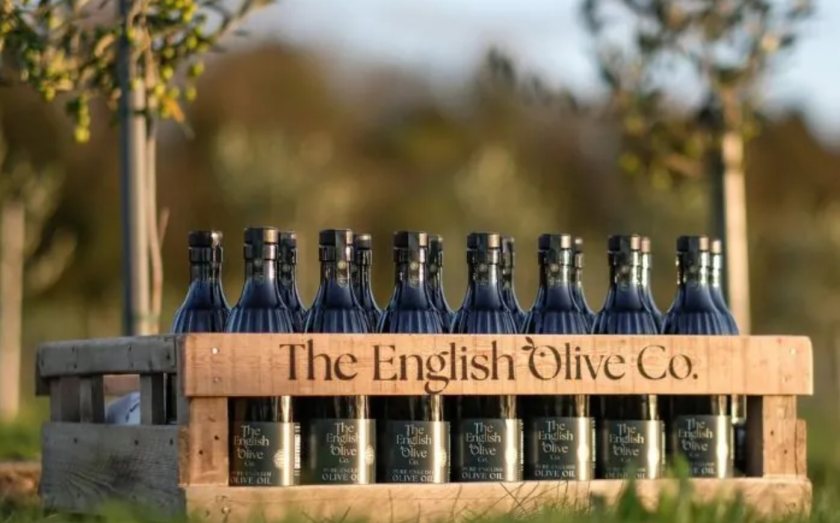 Lincolnshire farm breaks new ground with first English olive harvest
