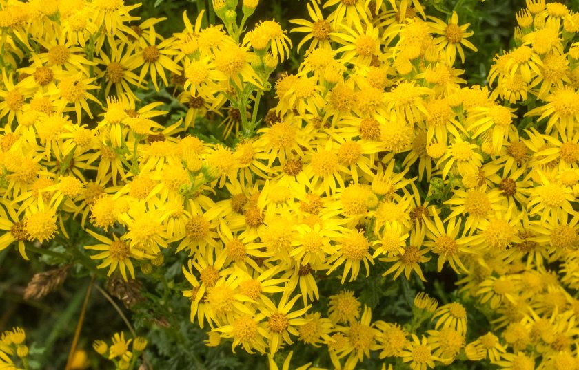 The Weeds Act 1959 is designed to prevent the spread of injurious weeds such as ragwort