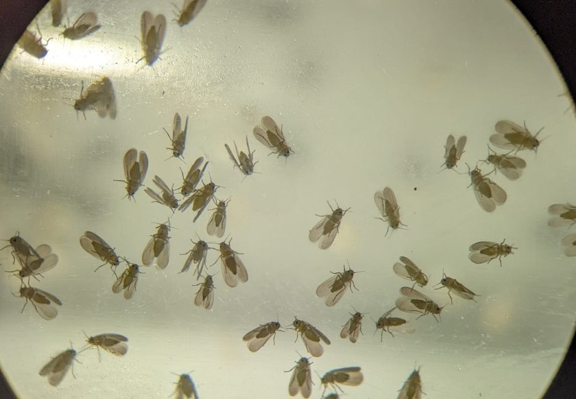 (Photo: University of Stirling)