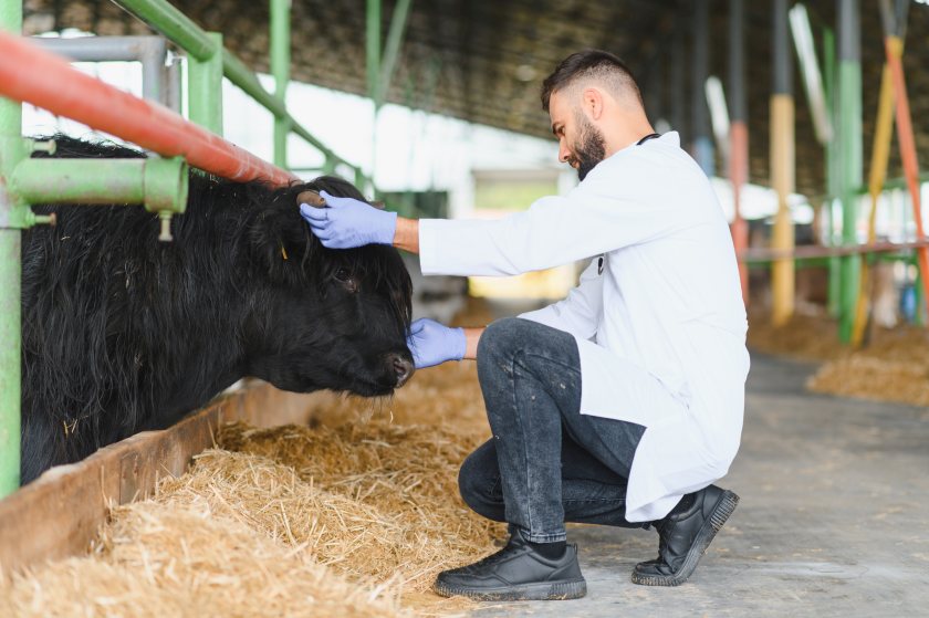 Veterinary training plays a critical role in safeguarding farm animal health and welfare