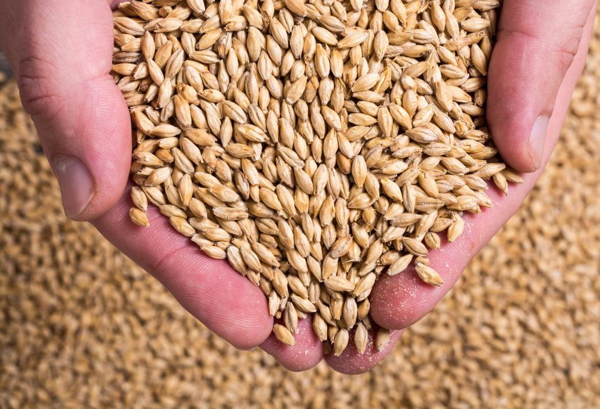 The Market Stainton site in Lincolnshire now forms part of RAGT’s malting barley operation
