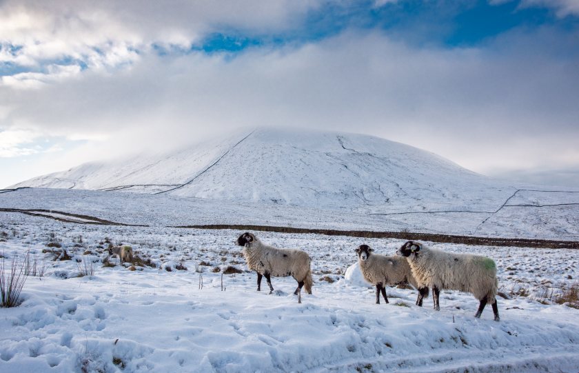 (Photo: John Eveson)