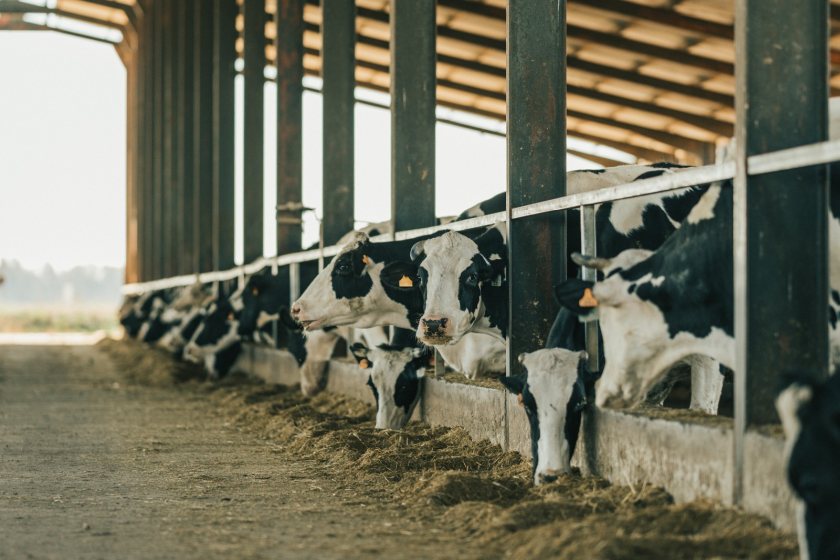 GB dairy cow numbers continue to decline, even as milk production reaches new highs