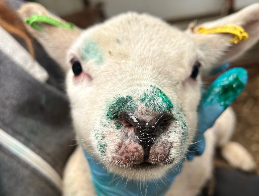 Veterinary researchers have highlighted potential misuse of antibiotics in the management of orf