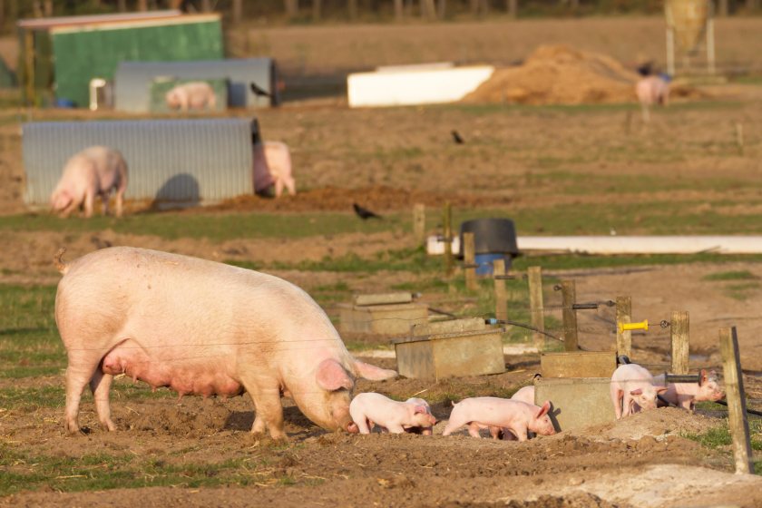 Research suggests shoppers are willing to pay more for pork produced to higher welfare standards