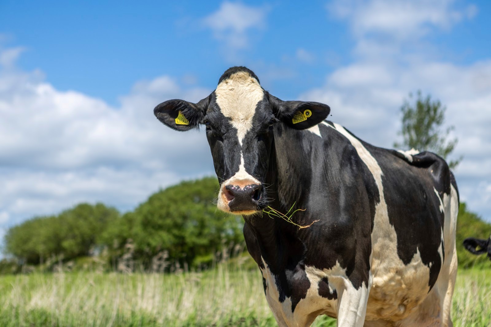 Dairy cattle will be given more pasture access under updated RSPCA Assured welfare standards