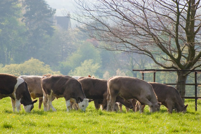 Cattle farming is at the centre of efforts to cut emissions, prompting new food safety guidance from FAO