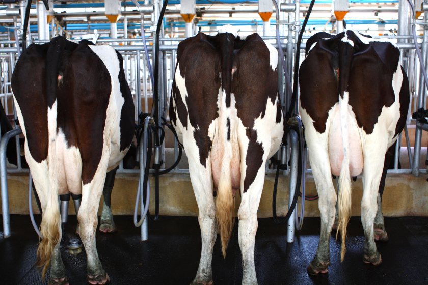Oversupply in the UK and globally is squeezing farmgate milk prices in early 2026