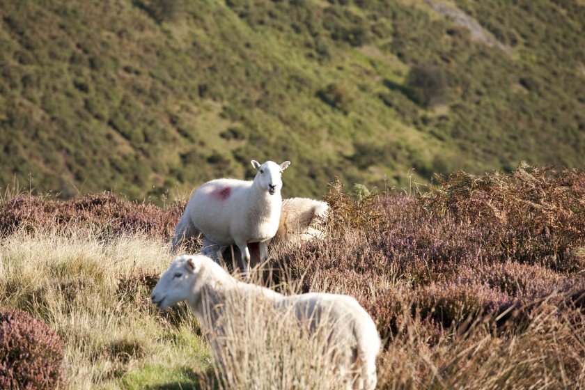 Upland sheep systems are being highlighted for their lower methane and CO2 emissions