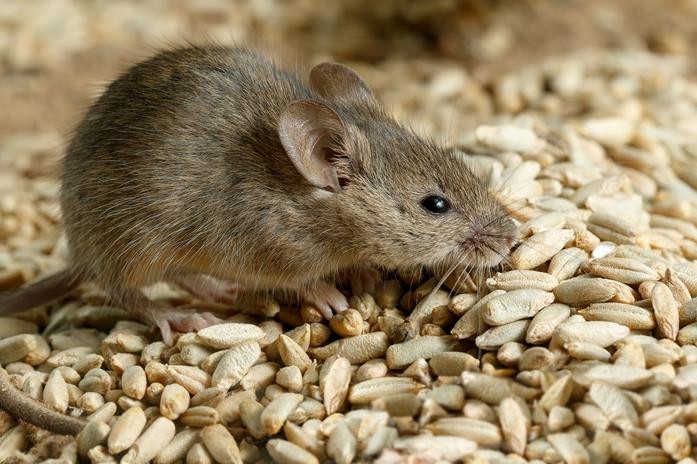 Rats and mice remain a widespread challenge across UK farm buildings and yards