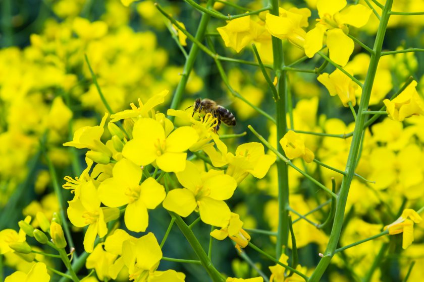 Pollinators play a vital role in UK food production, with biodiversity loss identified as a risk to food security