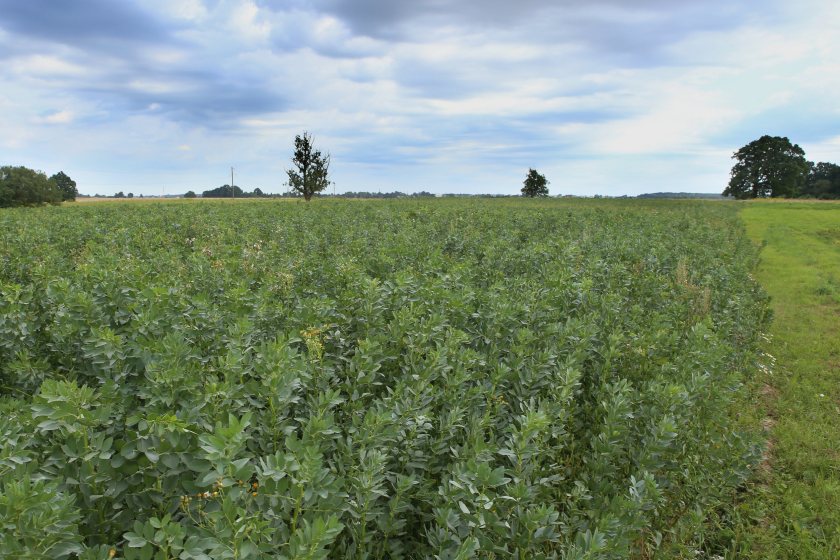 Analysis says UK-grown beans could replace imported soya in feed, but only with the right incentives