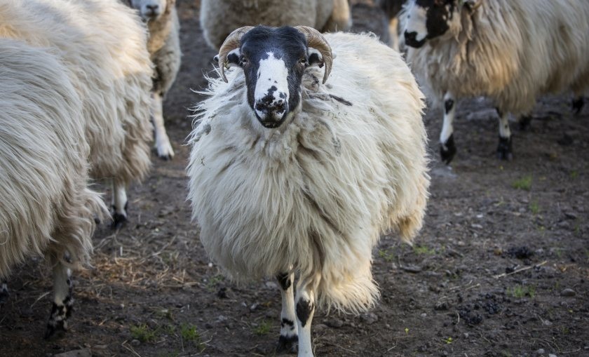 Vaccination uptake remains lower than disease exposure levels in many UK sheep flocks