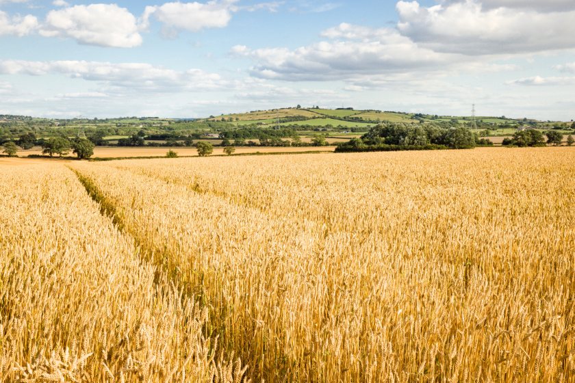 New innovation funding will support on-farm trials across England