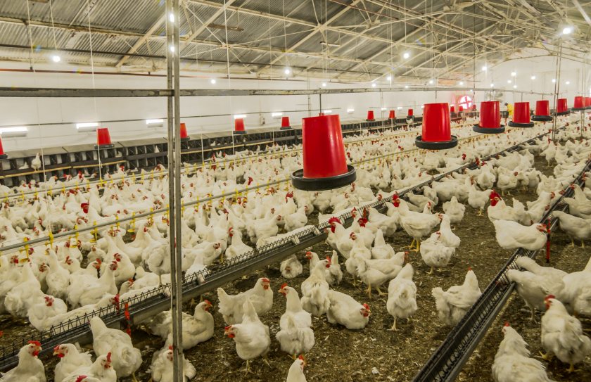 The High Court will hear a challenge over changes to rules governing the handling of chickens