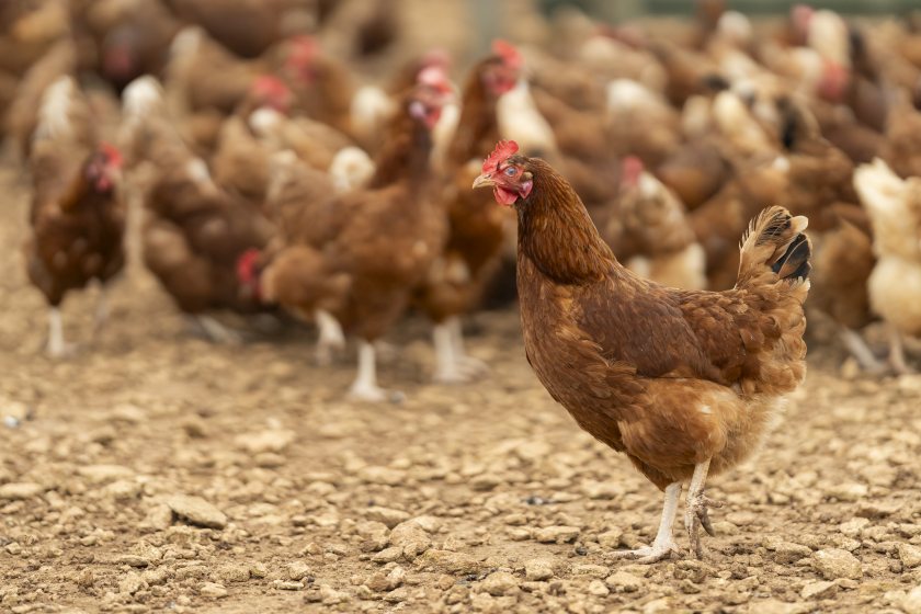 Strong demand for free-range eggs is being linked to renewed calls for investment in disease prevention