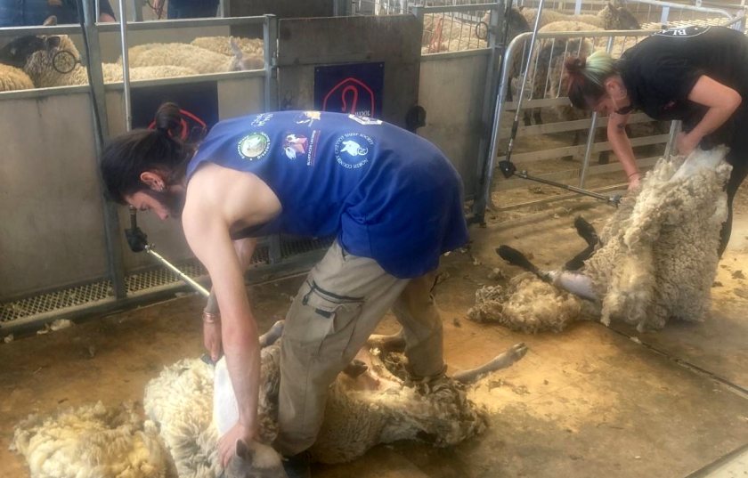 (Photo: British Wool)