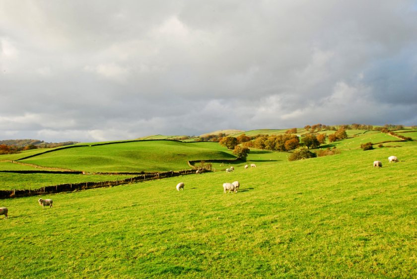 Upland grazing is being reassessed after a study questioned the climate benefits of livestock removal