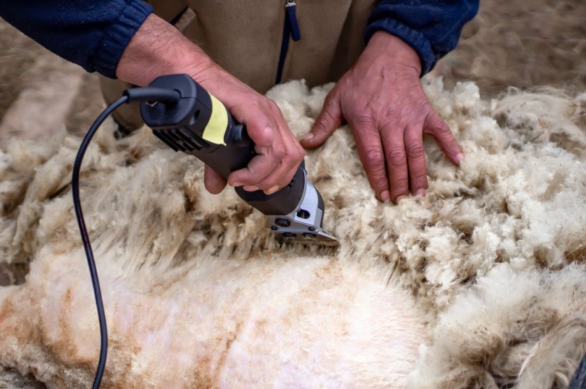 Overseas shearers have long supported the UK’s peak shearing season