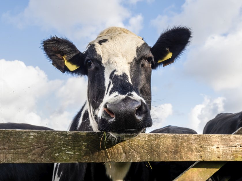 Industry figures show sharp reductions in antibiotic use across UK dairy herds