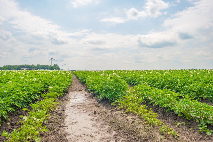 The withdrawal of mancozeb will leave growers relying on alternative blight control strategies from 2026