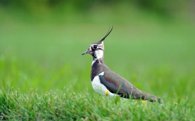Data from the Big Farmland Bird Count helps track the health of UK farmland birds (Photo: GWCT)
