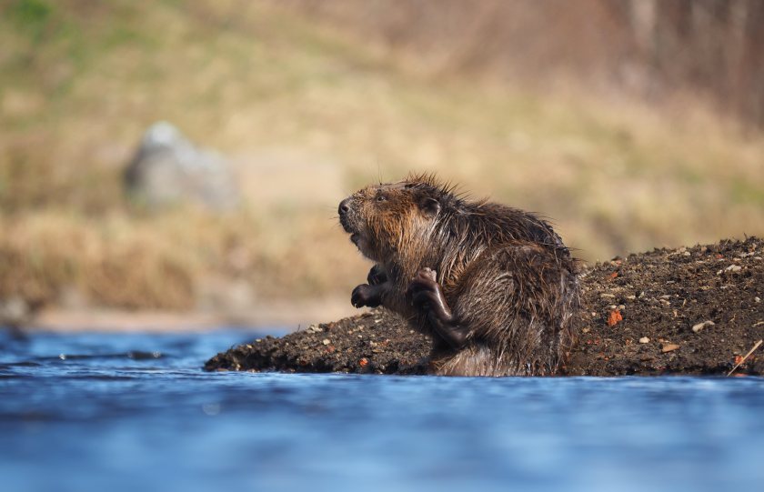 Natural England has approved two further wild beaver releases in South West England