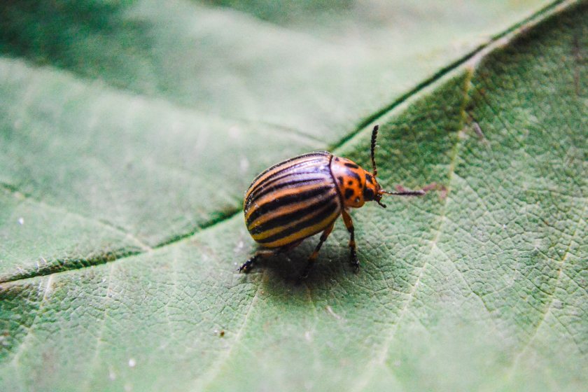 Rising temperatures are increasing the likelihood of invasive pests, such as the Colorado potato beetle
