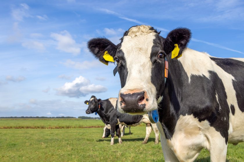 MPs have raised concerns the UK-India trade deal could expose dairy farmers to increased import competition