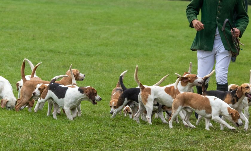 Critics say the government risks alienating the countryside with new hunting restrictions