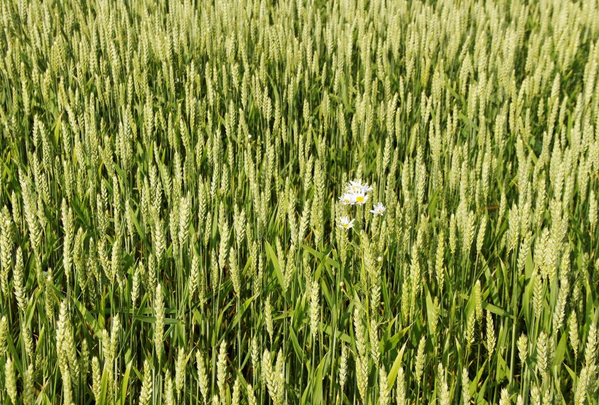 Rising summer temperatures could overtake drought as the biggest risk to wheat production