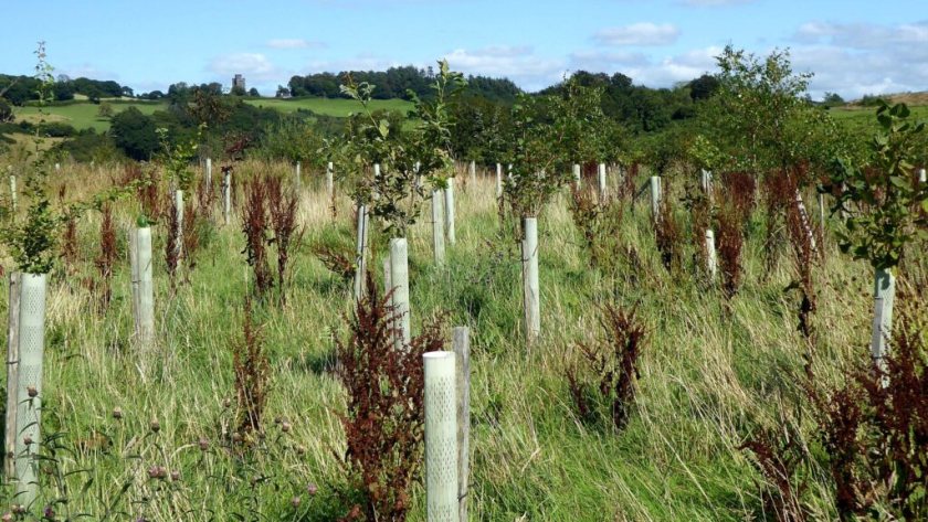 Enhanced grants aim to accelerate tree creation across working farms in Wales (Photo: Welsh gov)