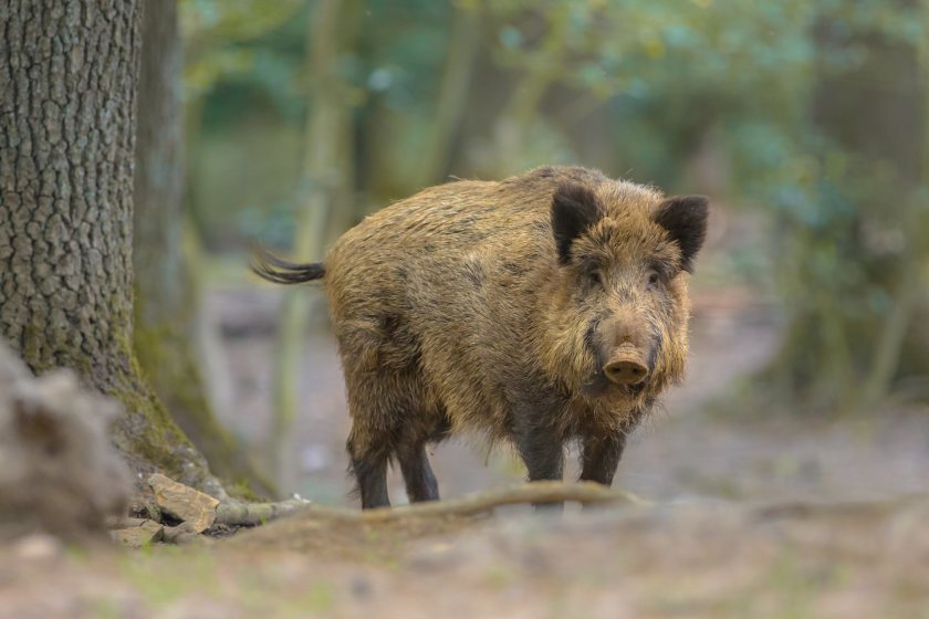 Wild boar populations remain a major source of African swine fever infections in Europe