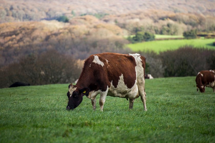 Organic farming still accounts for around 3% of UK farmland despite growing consumer demand