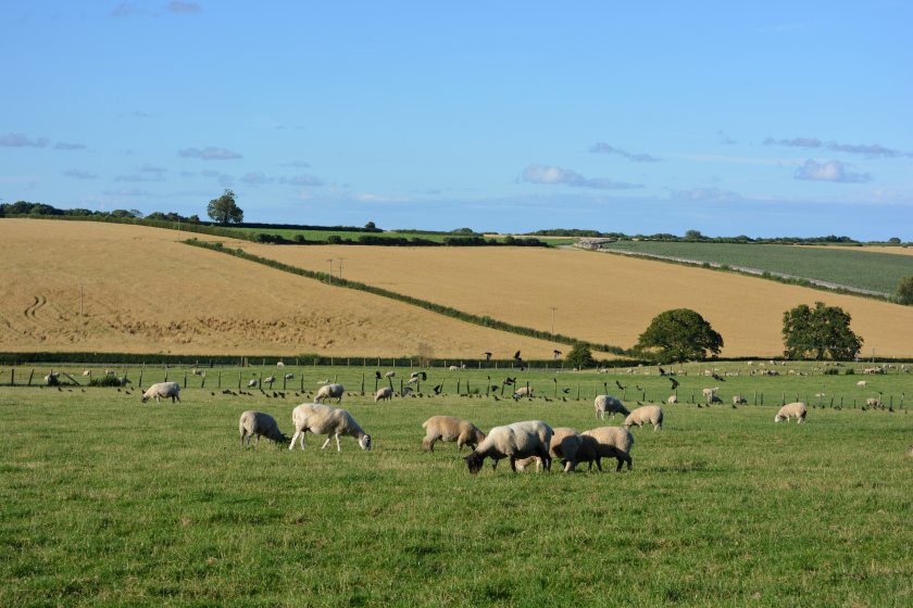 The national flock has fallen to 30.4m sheep, raising concerns about the future of sheep farming