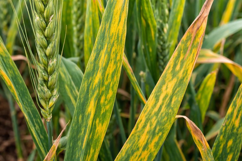 BYDV infection can reduce yields in wheat and barley if aphid populations are not controlled