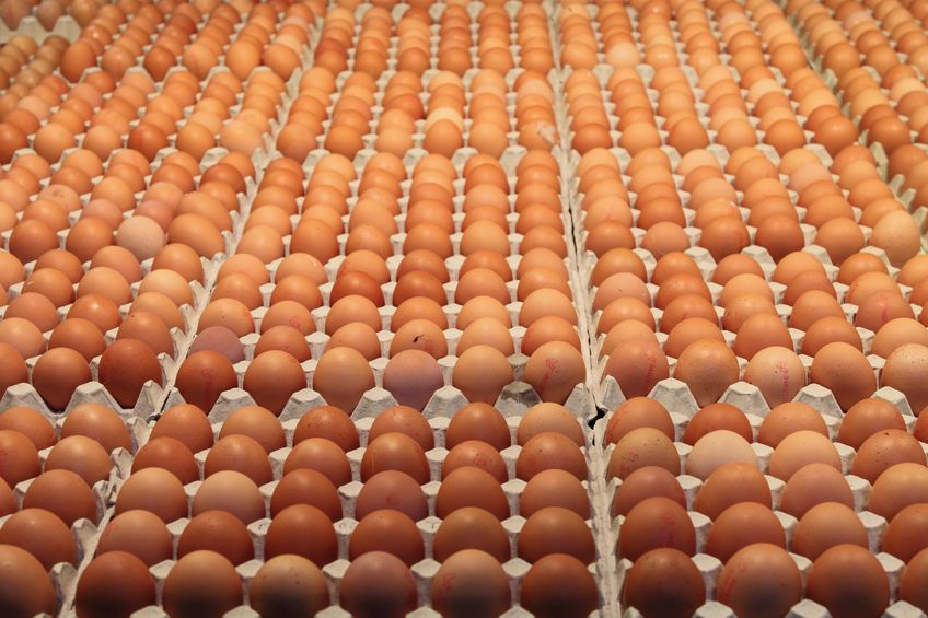 Farmers say banning cages without matching import standards could put British egg producers at a disadvantage