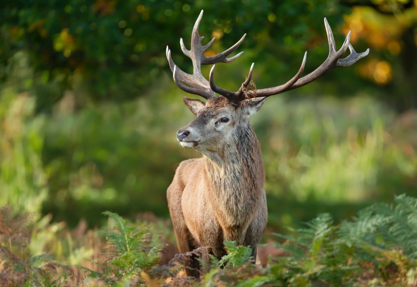 Rising deer numbers are placing increasing pressure on farmland and habitats across parts of Scotland