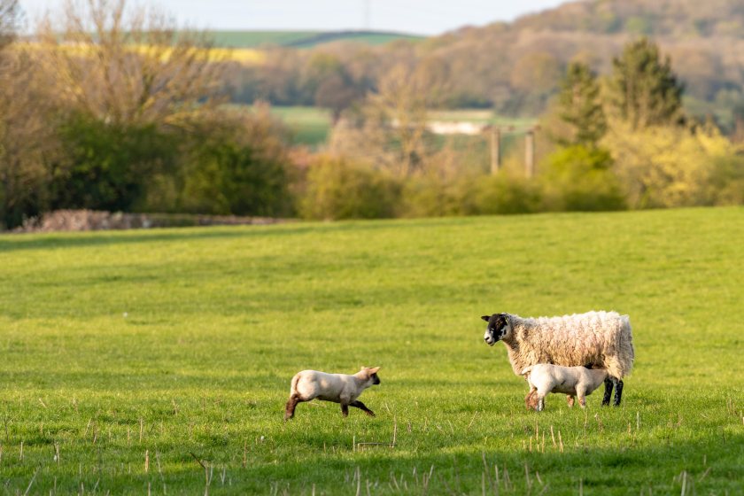 Farm leaders warn new rules on lamb castration and tail docking could have unintended consequences