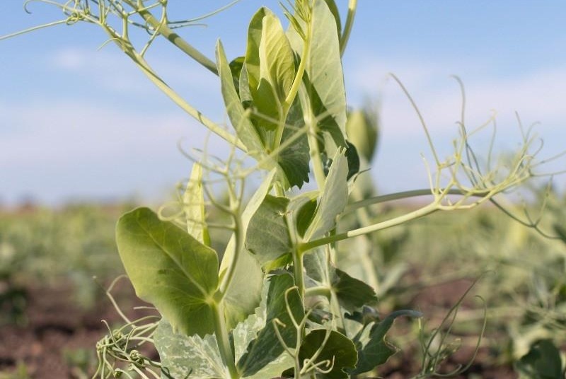 Farmer-led trials set to reshape how vining peas are grown across the UK (Photo: PGRO)
