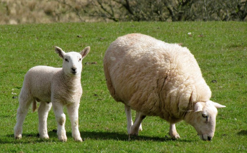 The programme aims to help farmers breed healthier, more productive and efficient sheep