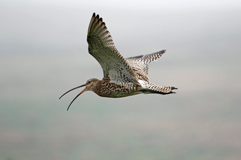 Over the past three years, Curlew Connections Wales has worked closely with farmers
