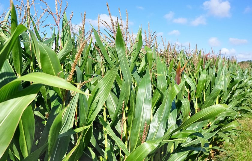 Arable farmers stand to gain from revived maize market as Ensus plant prepares to reopen