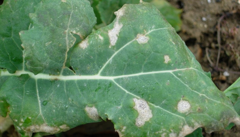 Leaf samples will help track the spread of light leaf spot across the UK (Photo: AHDB)