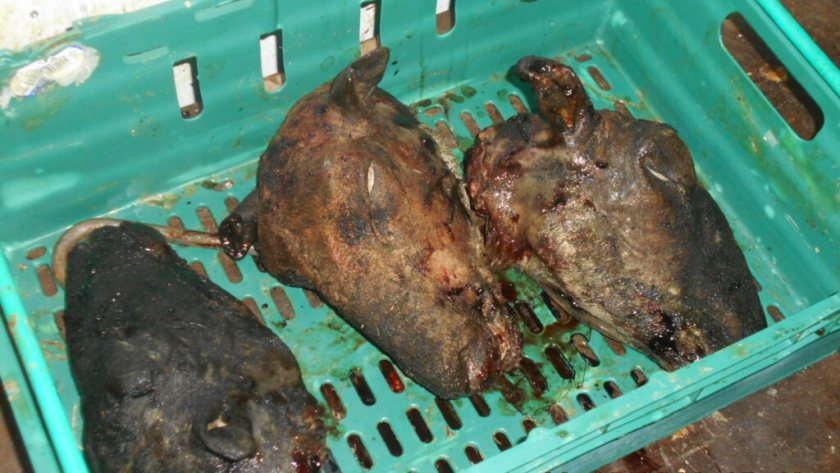 Illegal meat operation uncovered with 1.9 tonnes of unsafe products seized (Photo: FSA)