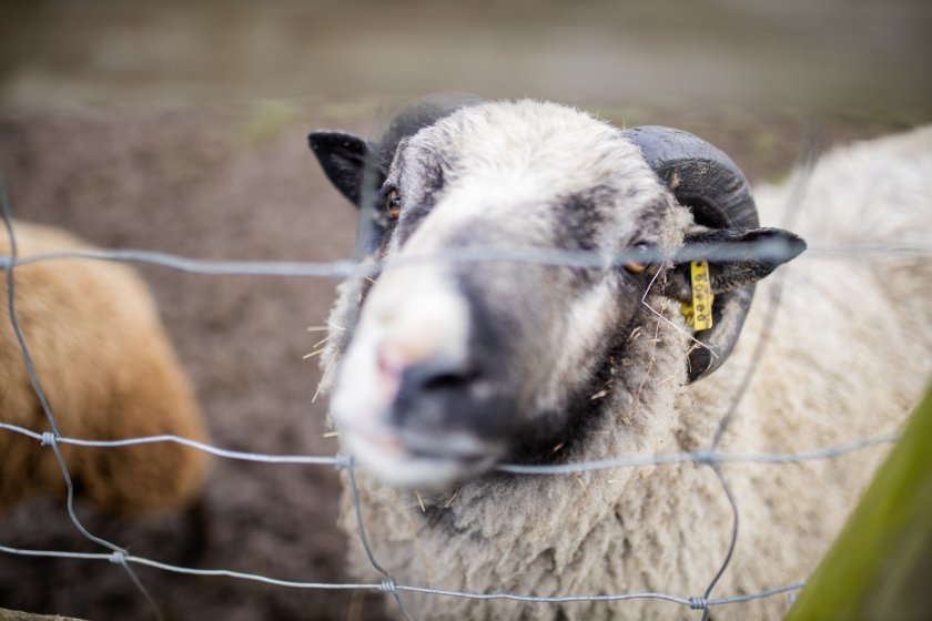Cross-border sheep movements may be affected by efforts to keep bluetongue out of Scotland