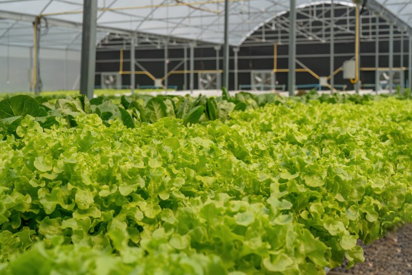 Energy-intensive horticulture is under pressure from rising infrastructure costs