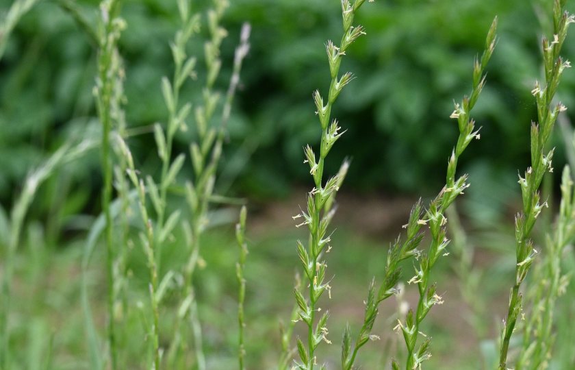 Italian ryegrass is spreading rapidly, putting pressure on crop yields across UK farms