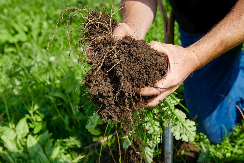 Early trials show regenerative dairy farming can boost soil carbon levels